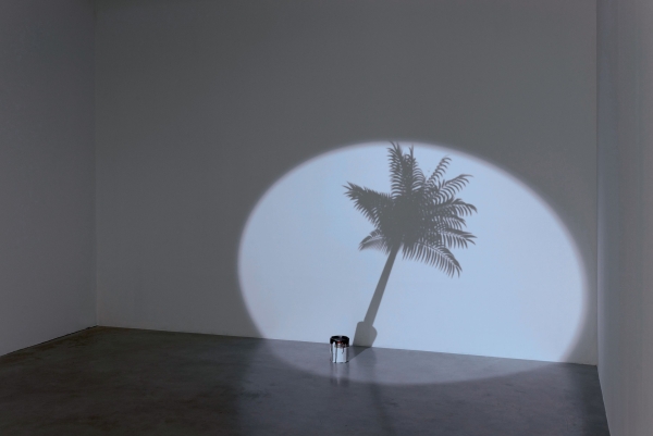 Schatten Palme