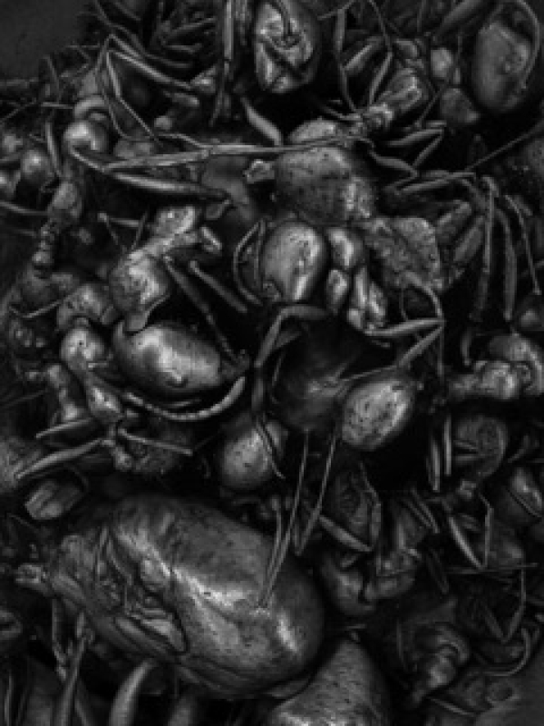 Lea Liebl, Ameisenkolonie,
                                          2025 