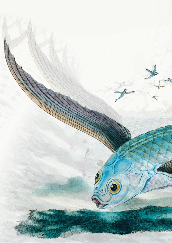 Illustration of a fish with wings flying above the water.