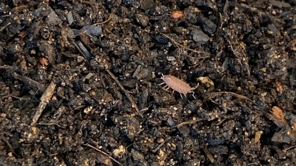 Nahaufnahme eines Kompost