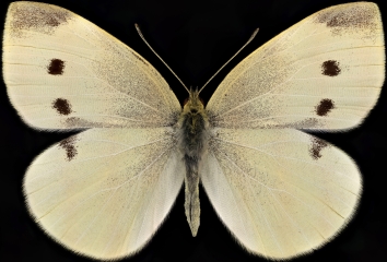 Schmetterling