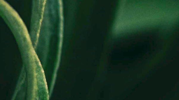 Plakat mit den Veranstaltungsinformationen.
                                          Weisse Schrift auf grünen Pflanzenhintergrund.