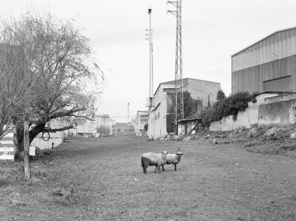 Damián Ucieda, Camiño negro, 2019-2020 (fragment).