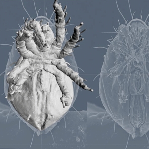 Archegozetes Milbe Mikro-CT Screenshot in Sculpting Software