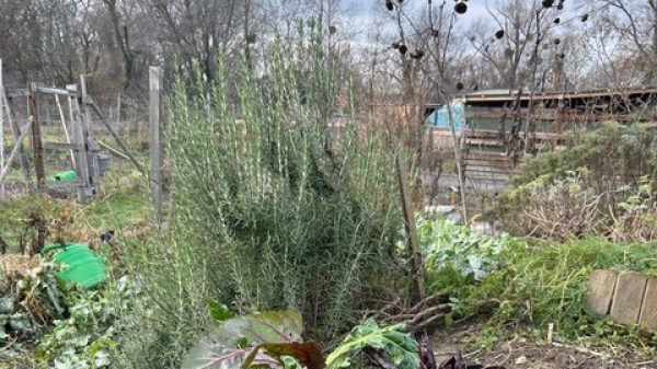 Wintergarten mit Spinat und Kräutern auf einem
                                          Feld