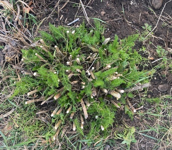 Fenchel im Gartenfeld